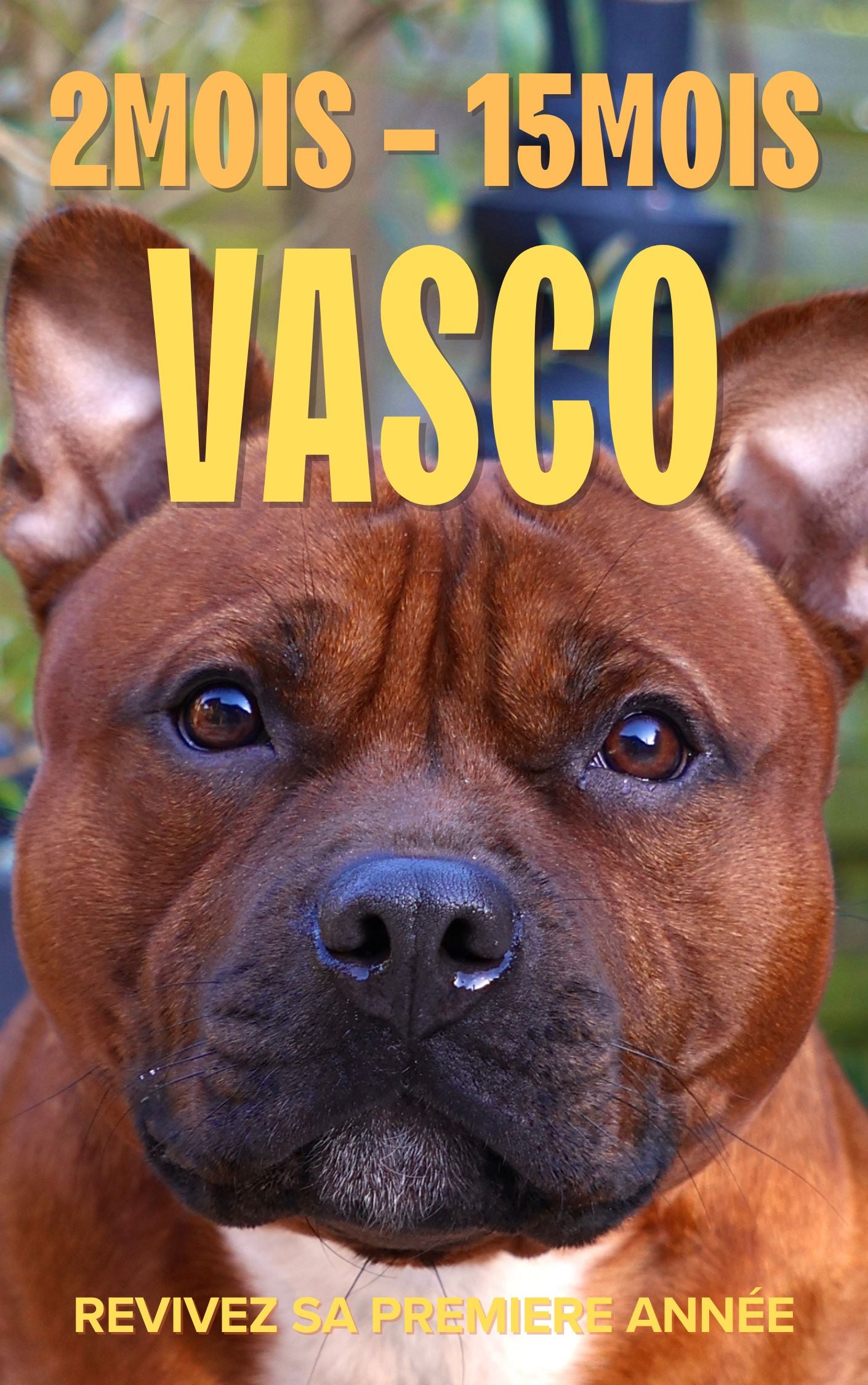 EBOOK - Staffie : réussir sa première année sans erreurs